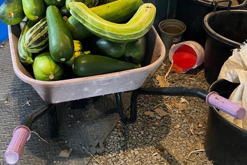 Il raccolto di ortaggi - .