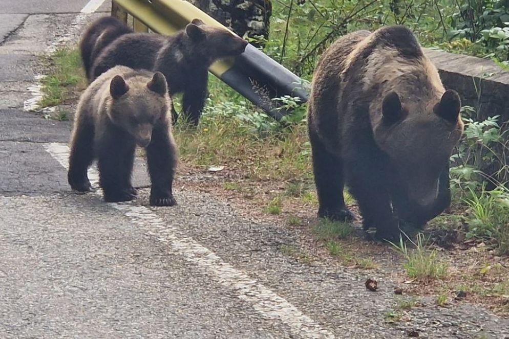 Un insolito incontro a bordo strada - .