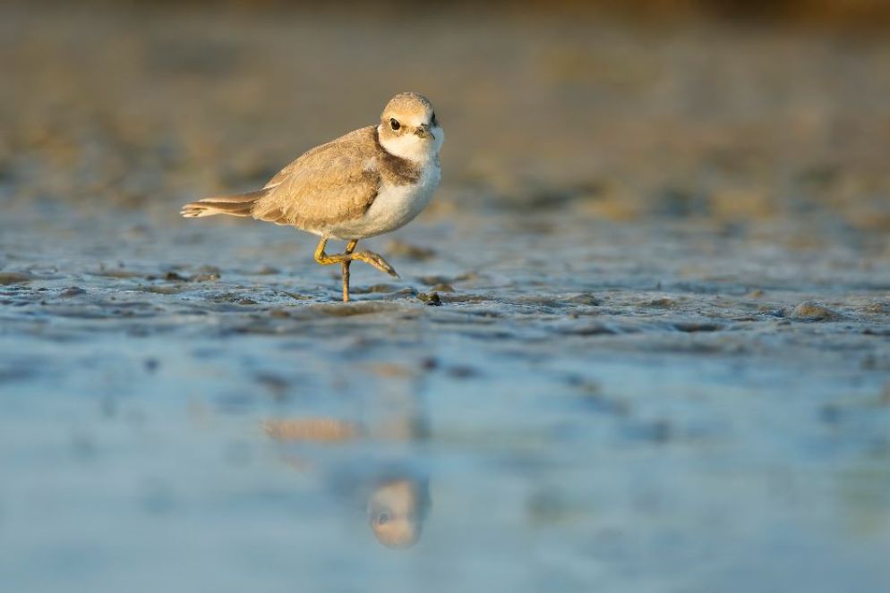 Corriere piccolo - Salvatore Sepe