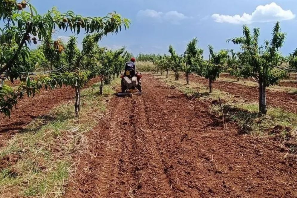 Il terreno dell’Apulia Regenerative Cotton Project, a Rutigliano - /Crea