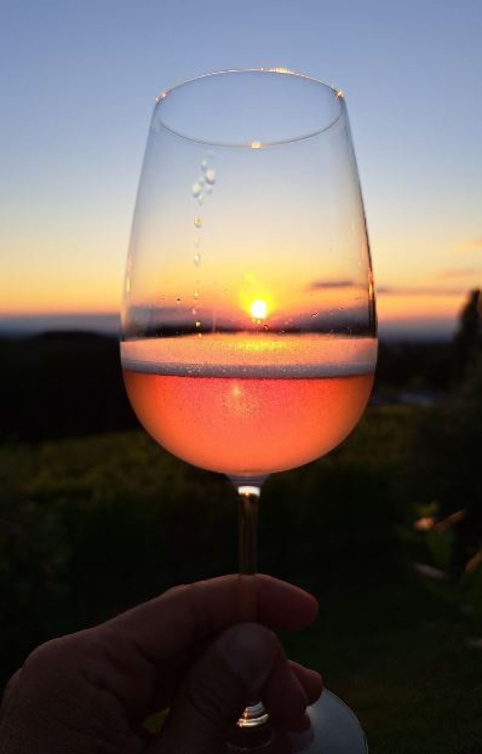 Il tramonto in un calice di "Rosa dei 20" nella tenuta delle cantine Il Poggio di Gavi - G.Matarazzo