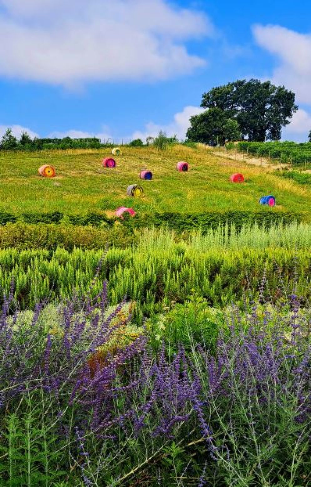 Land art nella tenuta La Raia - G.Matarazzo