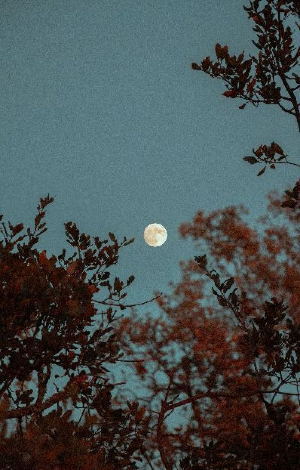 La Luna vista dalla Terra - Griffin Wooldridge/Unsplash