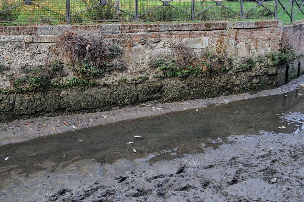 Grandi pesci boccheggiano per giorni mentre l'acqua scende - Foto Bellaspiga