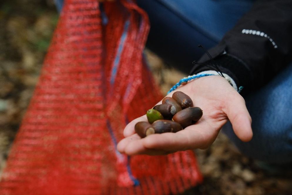 Per i piantinai vengono selezionate solo ghiande integre - Francesco Sellari per Silverback