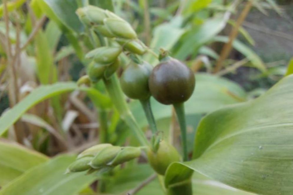 La pianta delle lacrime di Giobbe - .