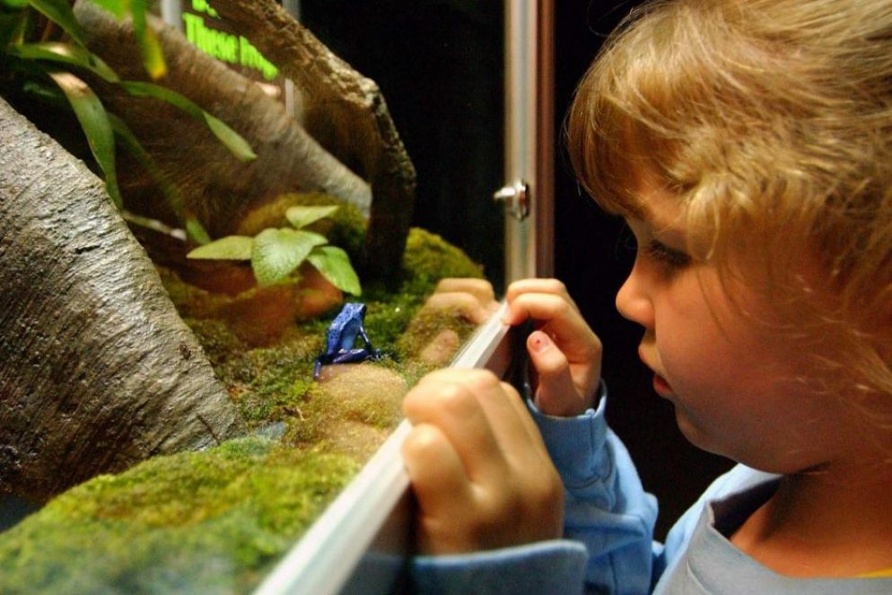 Una bambina al museo - Ansa