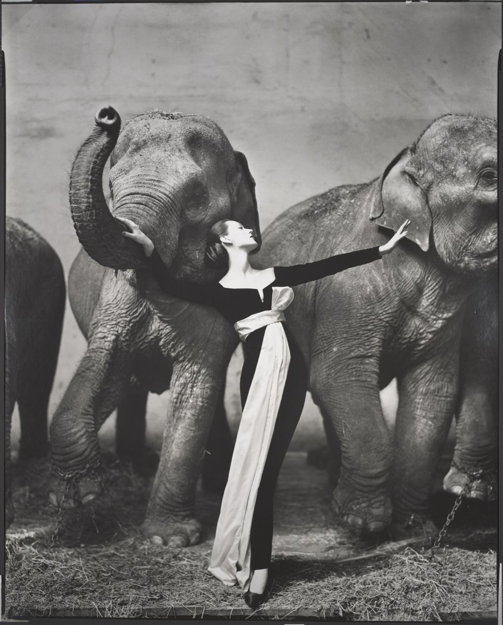 Uno degli scatti più celbri di Richard Avedon, "Dovima con gli elefanti, abito da sera Dior", Parigi 1955 - © Richard Avedon