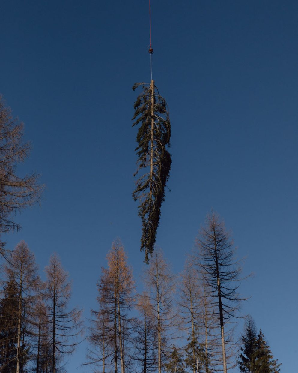 Premio Ispa, uno scatto della serie "There is no calm after the storm" sulla tempesta Vaia nel Nord-Est - Matteo de Mayda