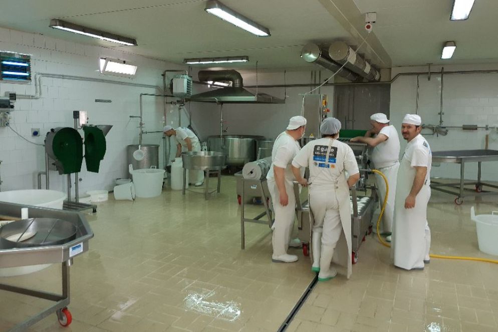 Nel caseificio "Le terre di don Peppe Diana" si producono ogni settimana fra i 10 e i 20 quintali di mozzarelle - .