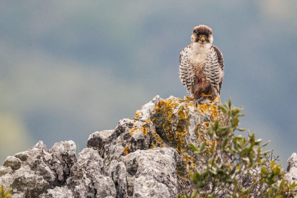 Falco lanario - Bruno D'Amicis