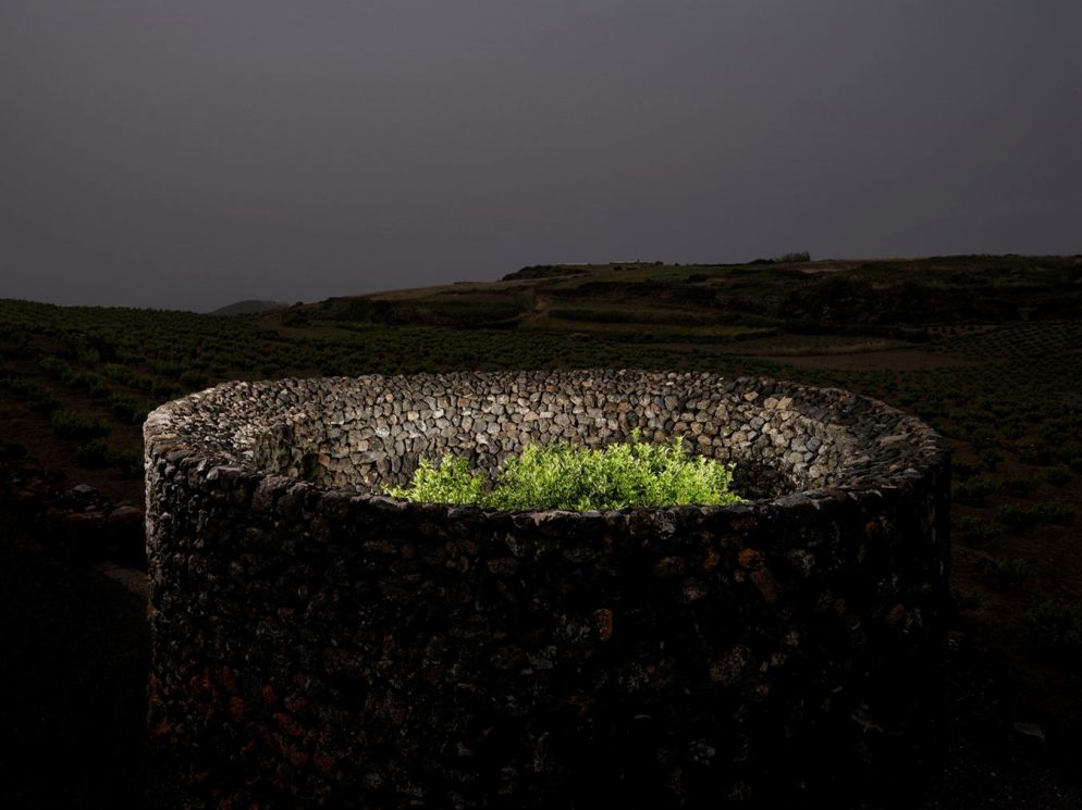 Citrus Sinensis, dalla serie "Diorami" (2023) in mostra all'Orto Botanico di Palermo - © Alessandro Sala_Cesura