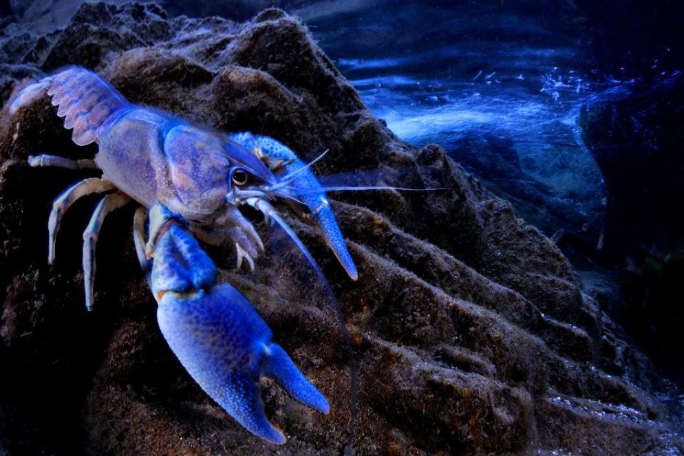 Gambero di fiume - Marco Colombo