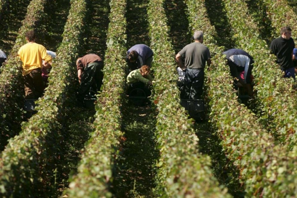 Vigneti nella regione francese di Champagne-Ardenne - Foto di archivio