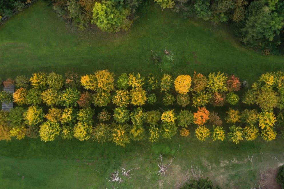 Giuliano Mauri, Cattedrale vegetale , 2001, Borgo Valsugana (TN), Arte Sella - © Arte Sella / foto Giacomo Bianchi