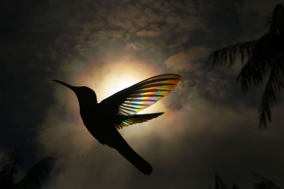 L'arcobaleno fra le ali di un colibrì nero. Una delle immagini del fotografo australiano Christian Spencer in "Birds. Poetry in the Sky" (teNeues Publishing Uk) - © Christian Spencer